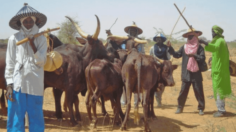 Miyetti Allah Sends Fresh Message To Gov. Ortom Over Benue Grazing Law